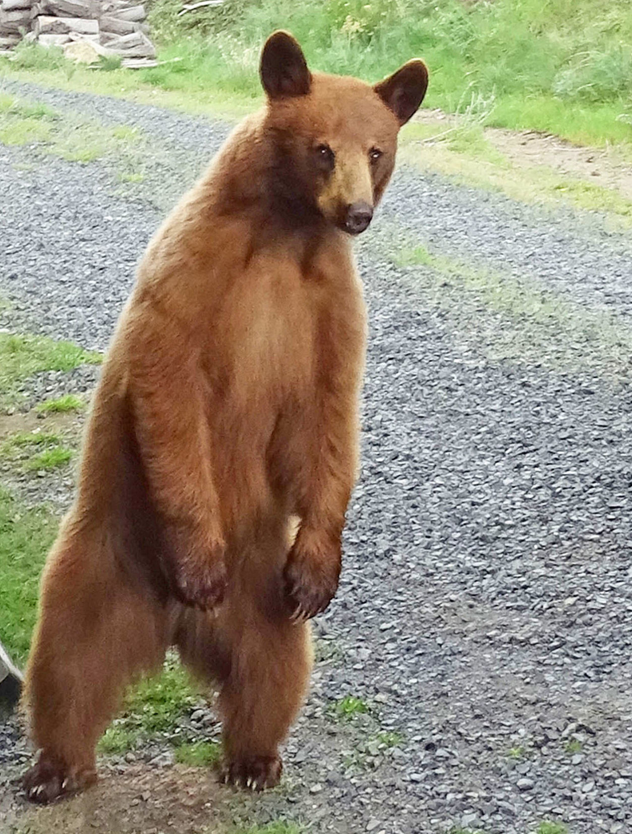 Black bear